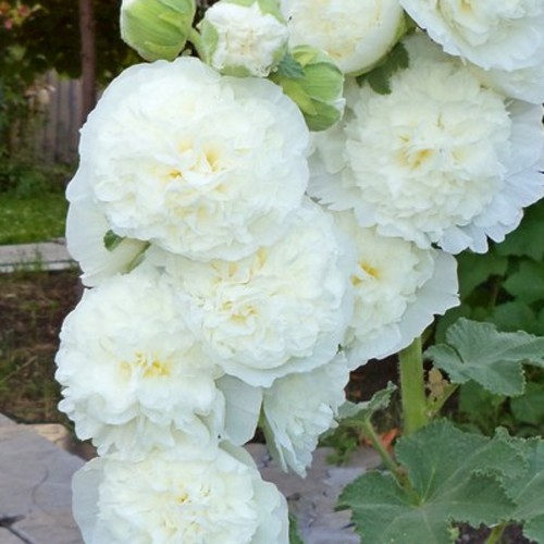 Alcea rosea 'Chaters White' - Harilik tokkroos 'Chaters White'